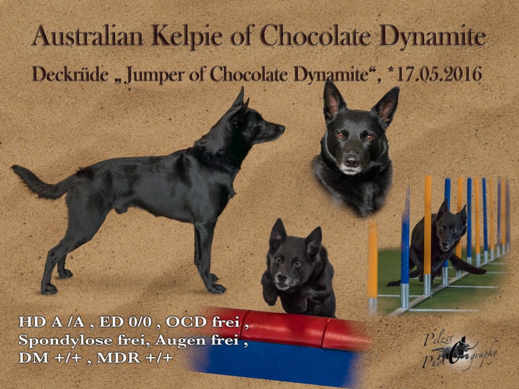 image-10847234-Deckrüde_Jumper_of_chocolate_Dynamite-c9f0f.w640.jpg